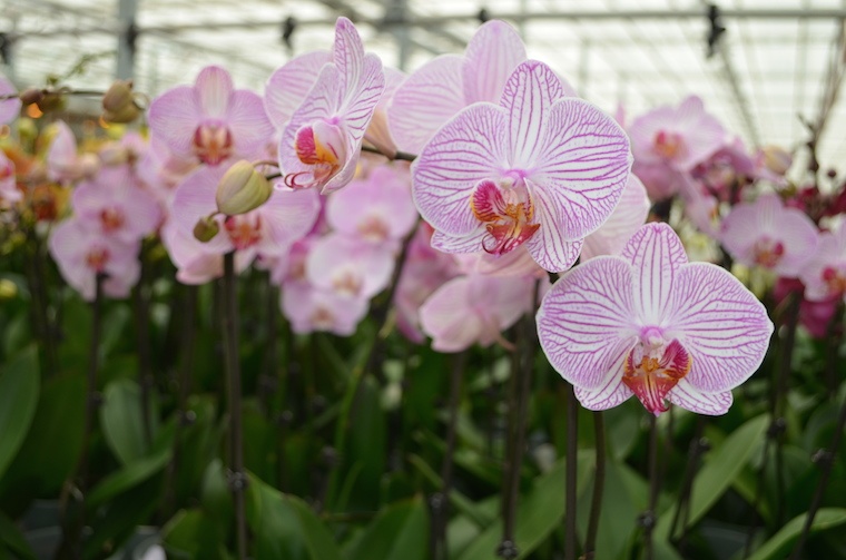 How Do Orchids Grow? Fascinating Life Cycle of Growing Orchids